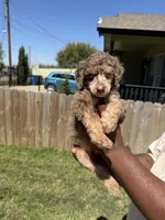 Romeo, a male Poodle - Standard  for sale in Dallas, TX – Photo 4 of 5