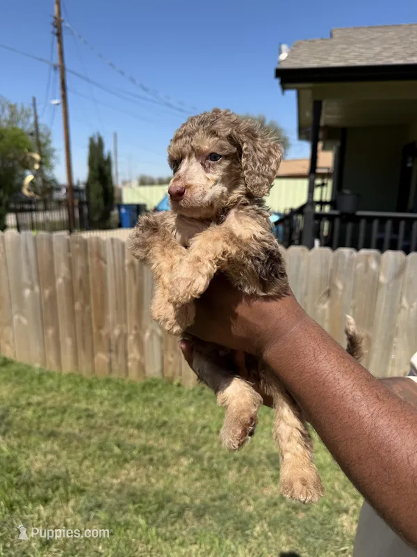 Romeo – Poodle - Standard  puppy for sale in Dallas, TX
