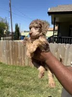 Romeo, a male Poodle - Standard  for sale in Dallas, TX – Photo 1 of 5