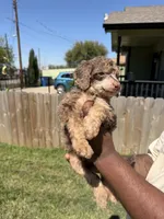 Romeo, a male Poodle - Standard  for sale in Dallas, TX – Photo 3 of 5