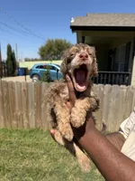 Romeo, a male Poodle - Standard  for sale in Dallas, TX – Photo 5 of 5