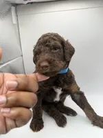 Valentino, a male Poodle - Standard  for sale in Dallas, TX – Photo 3 of 4