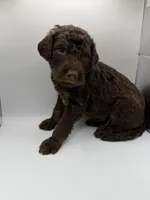 Valentino, a male Poodle - Standard  for sale in Dallas, TX – Photo 1 of 4