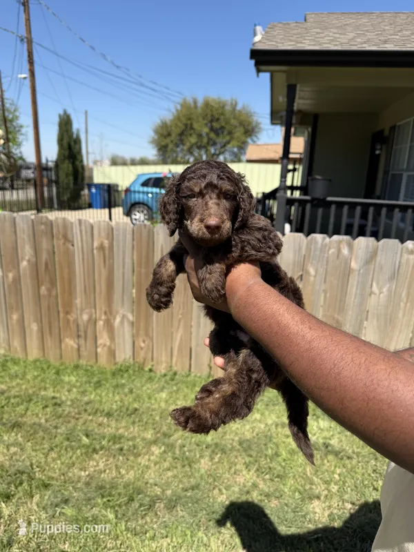 Valentino – Poodle - Standard  puppy on hold in Dallas, TX