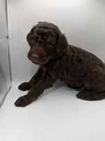 Valentino, a male Poodle - Standard  for sale in Dallas, TX – Photo 2 of 4