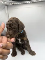 Valentino, a male Poodle - Standard  for sale in Dallas, TX – Photo 4 of 4