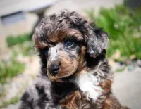 Akc Majestic, a female Poodle - Miniature  for sale in Dallas, TX – 6 of 8