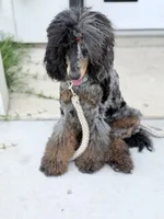 Akc Luna, a female Poodle - Multi-Colored Standard for sale in Myrtle Beach, SC – 1 of 9