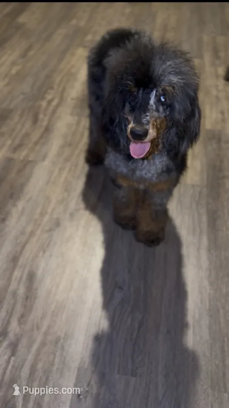Akc Luna – Poodle - Multi-Colored Standard puppy for sale in Dallas, TX