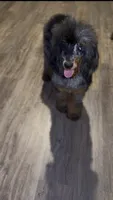 Akc Luna, a  Poodle - Multi-Colored Standard for sale in Dallas, TX – 1 of 4