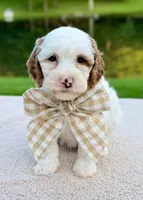 Waffle, a male Miniature Goldendoodle for sale in Beach City, OH – 2 of 4