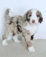 Mercy, a female Bernedoodle for sale in Beach City, OH – Photo 4 of 5