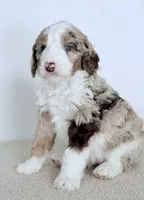 Mercy, a female Bernedoodle for sale in Beach City, OH – Photo 2 of 5