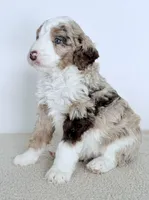 Mercy, a female Bernedoodle for sale in Beach City, OH – Photo 1 of 5