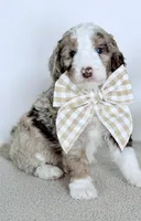 Mercy, a female Bernedoodle for sale in Beach City, OH – Photo 3 of 5