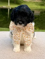 Binky, a female Miniature Goldendoodle for sale in Beach City, OH – 1 of 3