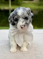 Cottontail , a male Miniature Goldendoodle for sale in Beach City, OH – 1 of 2