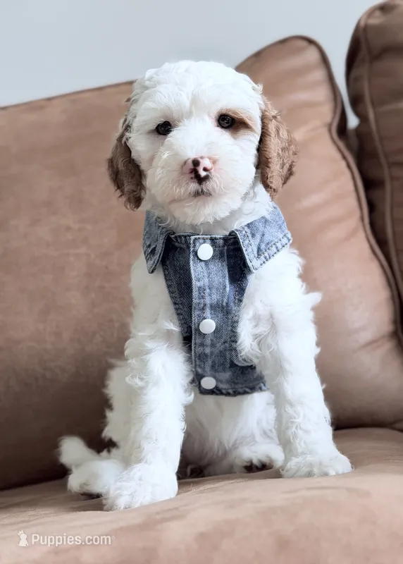 Marshmallow  – Miniature Goldendoodle puppy for sale in Beach City, OH