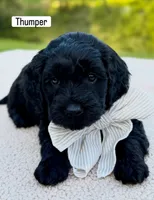 Thumper , a male Miniature Goldendoodle for sale in Beach City, OH – 2 of 4