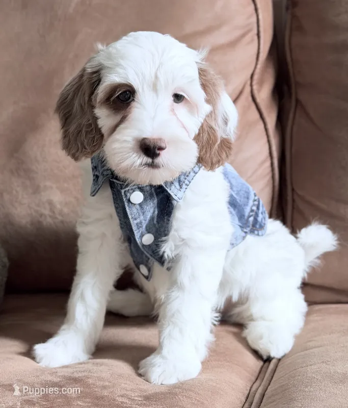 Waffle – Miniature Goldendoodle puppy for sale in Beach City, OH