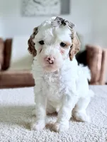 Marshmallow , a female Miniature Goldendoodle for sale in Beach City, OH – 3 of 4