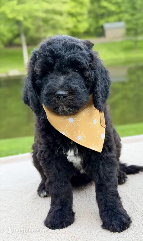 Willow – Goldendoodle puppy for sale in Beach City, OH