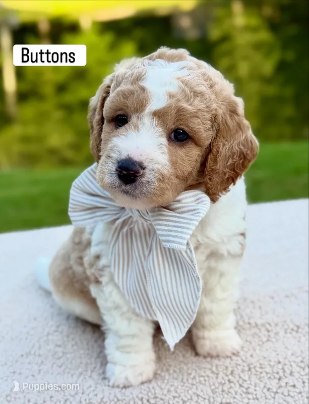Buttons – Miniature Goldendoodle puppy for sale in Beach City, OH
