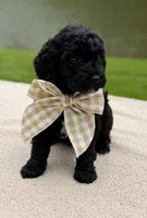 Willow, a female Goldendoodle for sale in Beach City, OH – 4 of 5