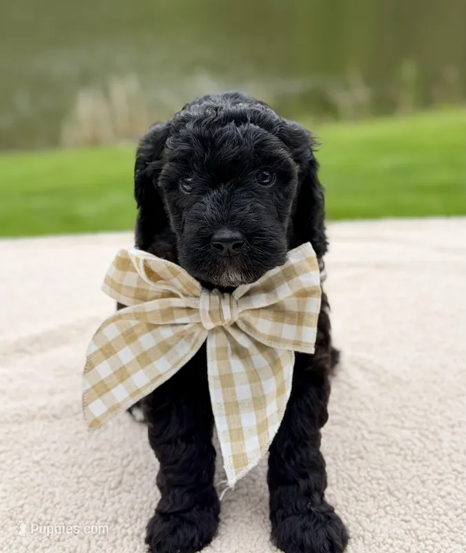Willow – Goldendoodle puppy for sale in Beach City, OH