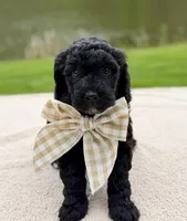 Willow, a female Goldendoodle for sale in Beach City, OH – 1 of 5