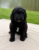 Willow, a female Goldendoodle for sale in Beach City, OH – 2 of 5