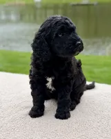 Willow, a female Goldendoodle for sale in Beach City, OH – 5 of 5