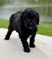 Willow, a female Goldendoodle for sale in Beach City, OH – 3 of 5