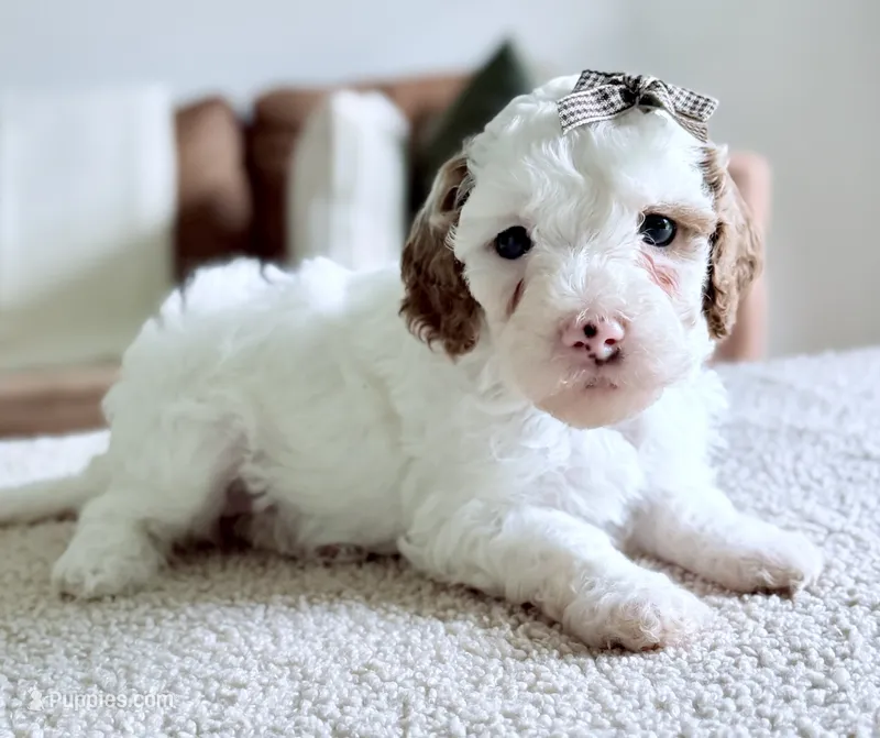 Marshmallow  – Miniature Goldendoodle puppy for sale in Beach City, OH