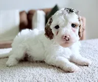 Marshmallow , a female Miniature Goldendoodle for sale in Beach City, OH – 1 of 4