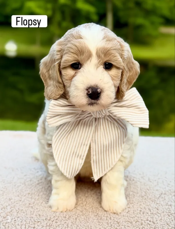 Flopsy – Miniature Goldendoodle puppy for sale in Beach City, OH