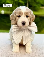 Flopsy, a male Miniature Goldendoodle for sale in Beach City, OH – 1 of 2