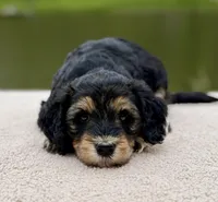 Everest, a female Goldendoodle for sale in Beach City, OH – 2 of 6