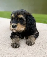 Everest, a female Goldendoodle for sale in Beach City, OH – 3 of 6