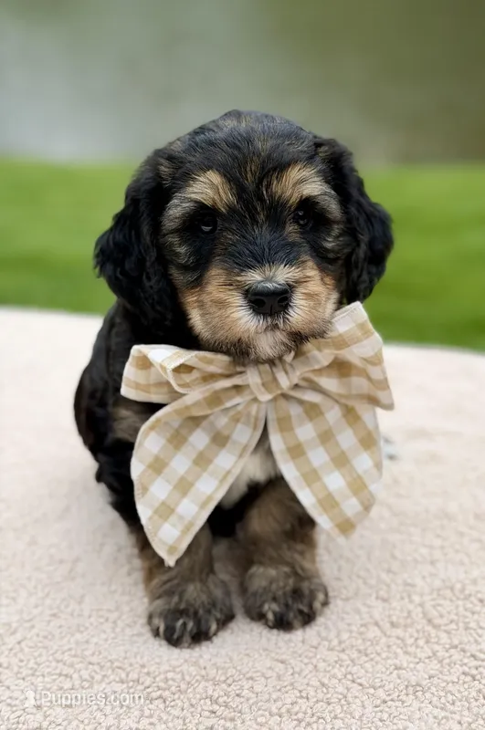 Everest, a female Goldendoodle for sale in Beach City, OH – 1 of 6