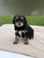 Everest, a female Goldendoodle for sale in Beach City, OH – 6 of 6