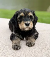 Everest, a female Goldendoodle for sale in Beach City, OH – 4 of 6