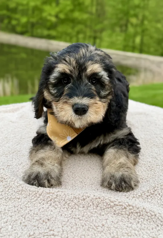Everest – Goldendoodle puppy for sale in Beach City, OH