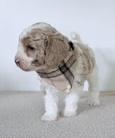 Clay, a male Miniature Goldendoodle for sale in Beach City, OH – 2 of 5