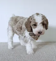 Clay, a male Miniature Goldendoodle for sale in Beach City, OH – 3 of 5