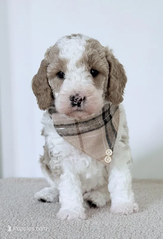 Clay, a male Miniature Goldendoodle for sale in Beach City, OH – 1 of 5