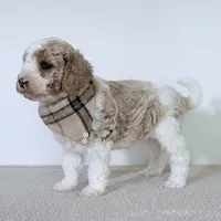 Clay, a male Miniature Goldendoodle for sale in Beach City, OH – 5 of 5