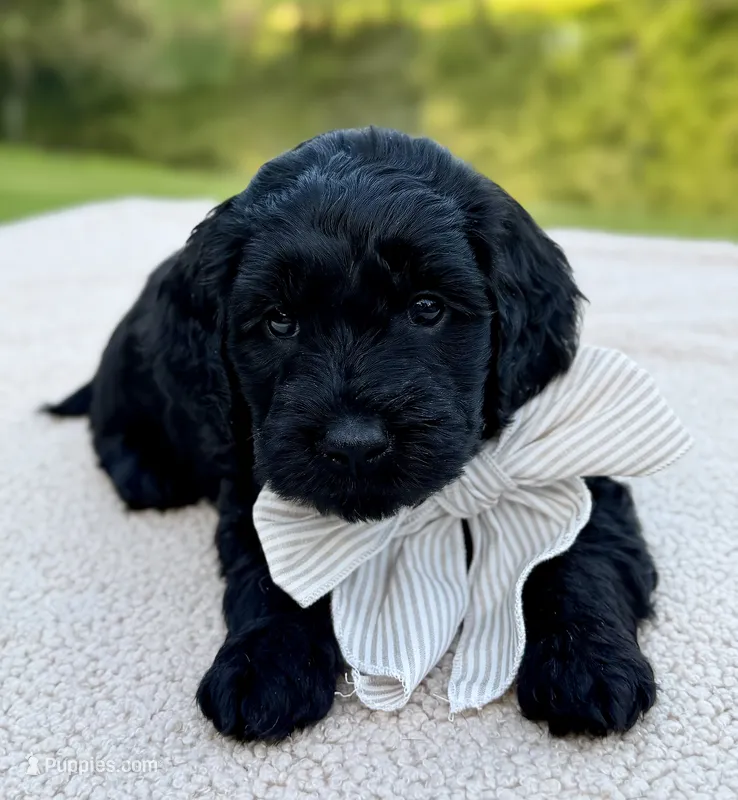 Thumper  – Miniature Goldendoodle puppy for sale in Beach City, OH
