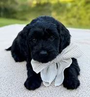 Thumper , a male Miniature Goldendoodle for sale in Beach City, OH – 1 of 4
