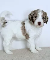 Praise , a female Bernedoodle for sale in Beach City, OH – Photo 2 of 7